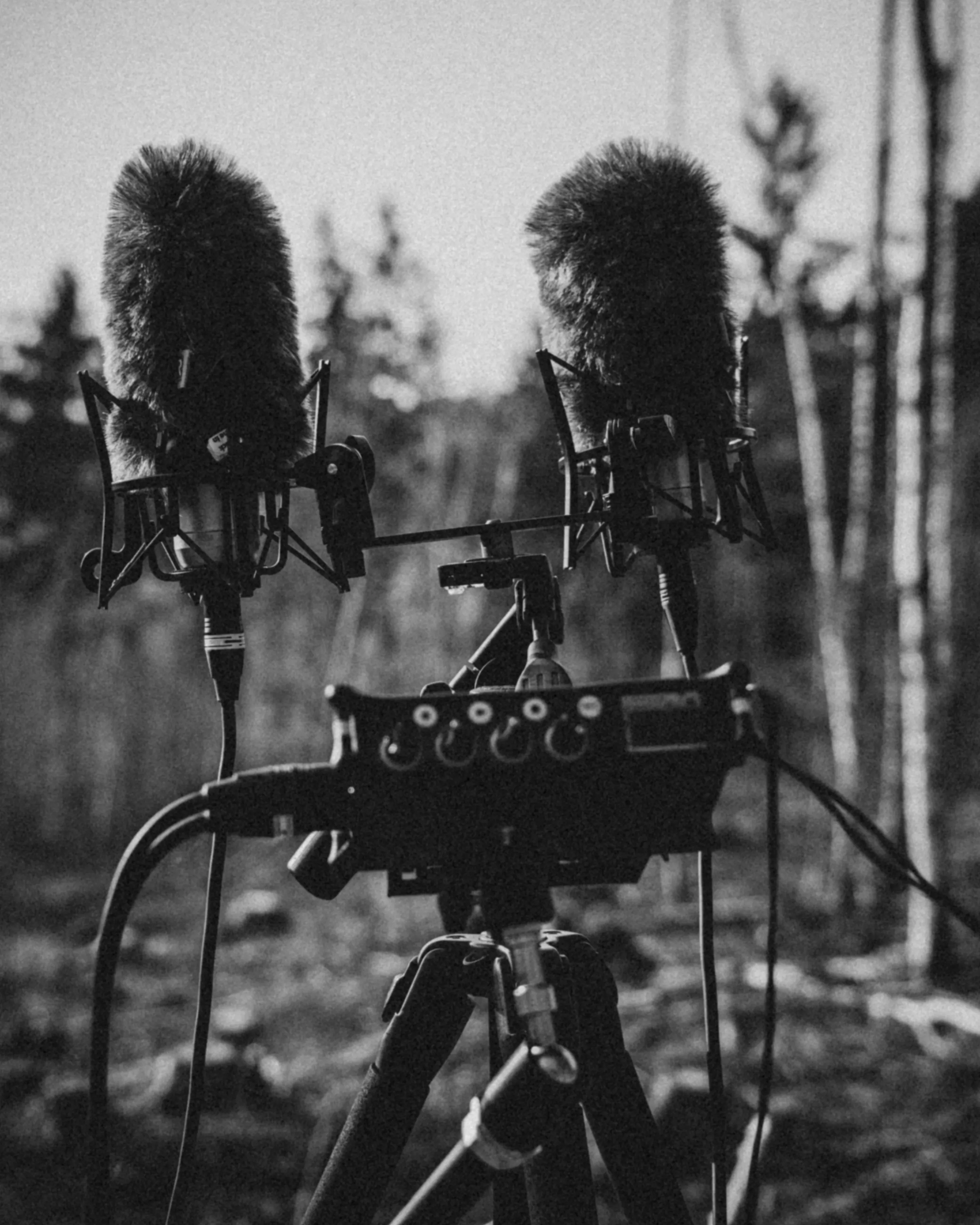 Stereo-Mikrofonpaar mit Deadcats und Field Recorder in einer Kahlschlagfläche, schwarzweiß.